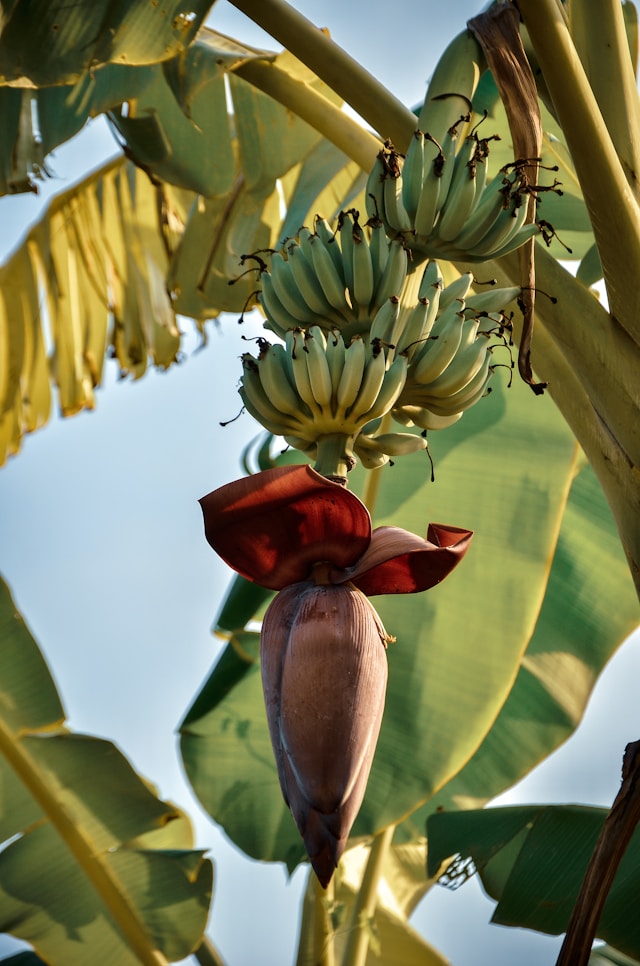 banana tree with fruiting flower