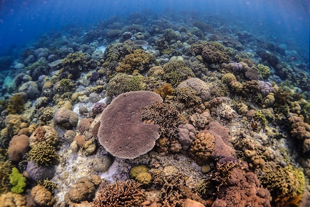 coral reef
