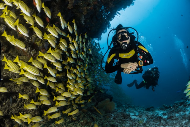 scuba diver by a school of yellow fish