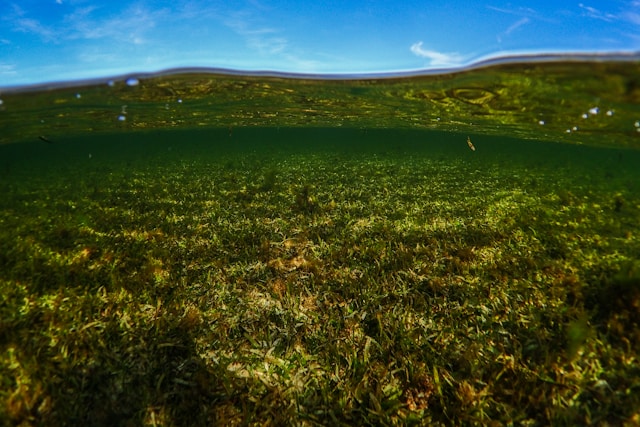 shallow field of sea grass