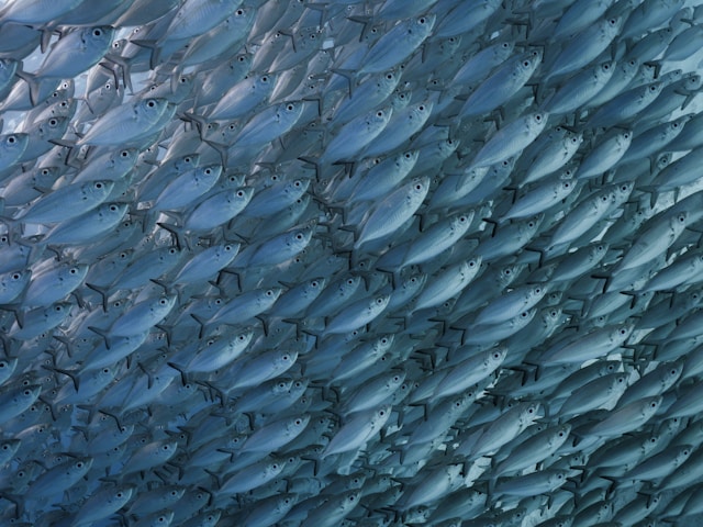 school of fish